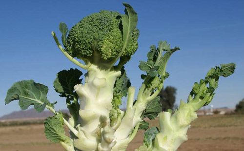 Figure 9. Bagrada hilaris feeding damage resulting in unmarketable broccoli plant with small multiple crowns.