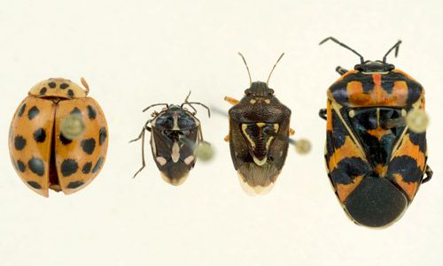 Figure 4. Species similar in appearance to the bagrada bug, Bagrada hilaris. From left to right: Harmonia axyridis, Bagrada hilaris, Mormidea pama, and Murgantia histronica.
