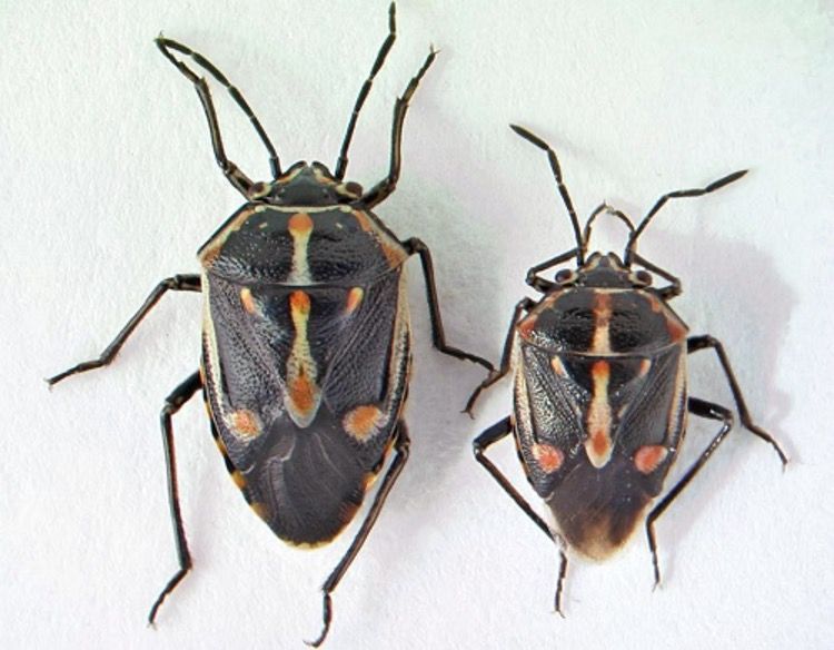 Dorsal view of Bagrada hilaris; adult female (left), and adult male (right).