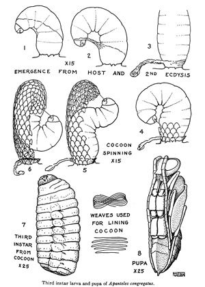 Figure 4. Diagram showing the processes of larval emergence, cocoon construction, and development of the fully formed pupa of Cotesia congregata (Apanteles congregatus).