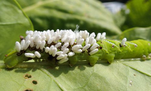 Figure 6. Cotesia congregata (Say) larvae encased in individual cocoons, on their tobacco hornworm, Manduca sexta (Linnaeus), host, before emerging as adults.