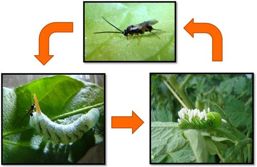 Figure 8. Adult females of Cotesia congregata (Say) engage in searching behavior on the surface of host plant leaves. Once a suitable host is encountered, females oviposit in the host, where the larvae develop internally and eventually emerge, spinning white cocoons. After developing into adults inside of the cocoons, adult wasps emerge to mate and find new hosts