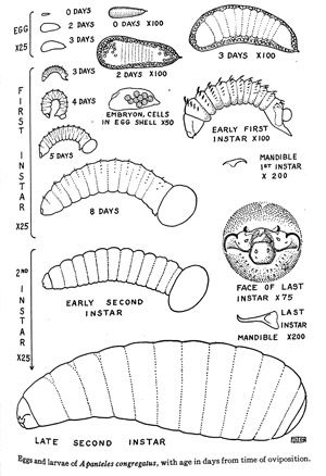 Figure 3. The egg and two internal larval stages of Cotesia congregata (aka Apanteles congregatus) over time. The microscope magnification is given for each image to provide a measure of scale