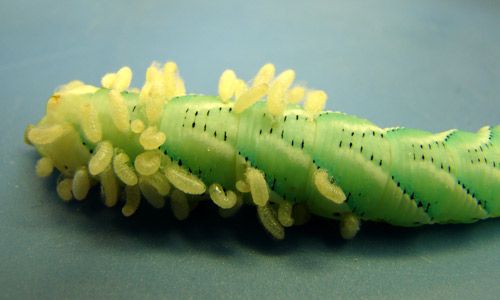 Figure 5. Cotesia congregata (Say) larvae emerging from their tobacco hornworm, Manduca sexta (Linnaeus), host before spinning individual cocoons.