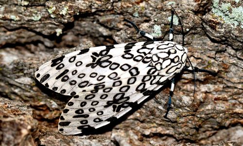 Figure 5. Giant leopard moth, Hypercompe scribonia (Stoll 1790), adult, dorsal view.