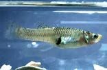 Figure 31. Eastern Mosquitofish, Gambusia holbrooki.