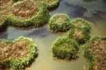 Figure 15. Flooded salt marsh. The dark areas in the water are millions of Aedes taeniorhynchus (salt marsh mosquito) larvae.