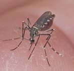 Asian tiger mosquito.