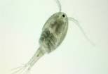 Figure 33. Copepod.