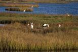 Figure 6. A flooded salt marsh, a common source of mosquitoes in coastal Florida.