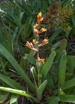 Figure 24. Bromeliad.