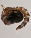 Figure 11. Mosquito pupa.