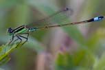 Figure 29. Damselfly.