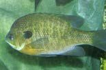 Figure 32. Bluegill, Lepomis macrochirus.