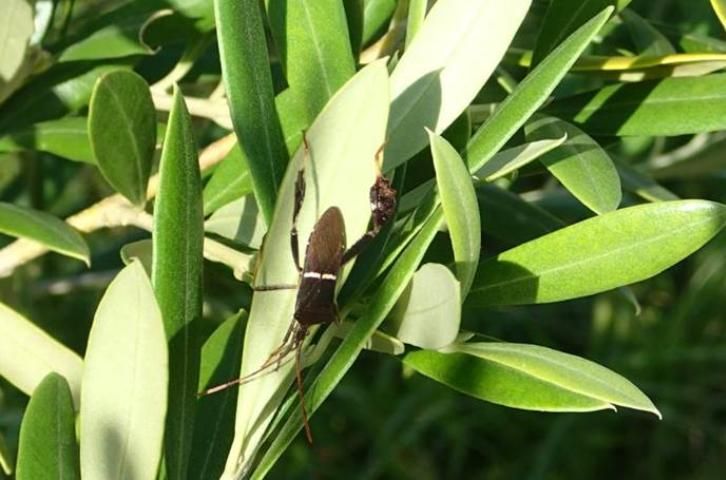 Figure 1. Leaffooted bug, Leptoglossus phyllopus, on an olive tree in Marion County, Florida.