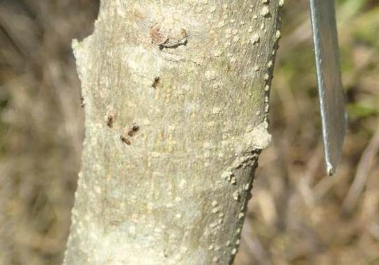 Figure 3. Ants on an olive tree trunk in Marion County, Florida.