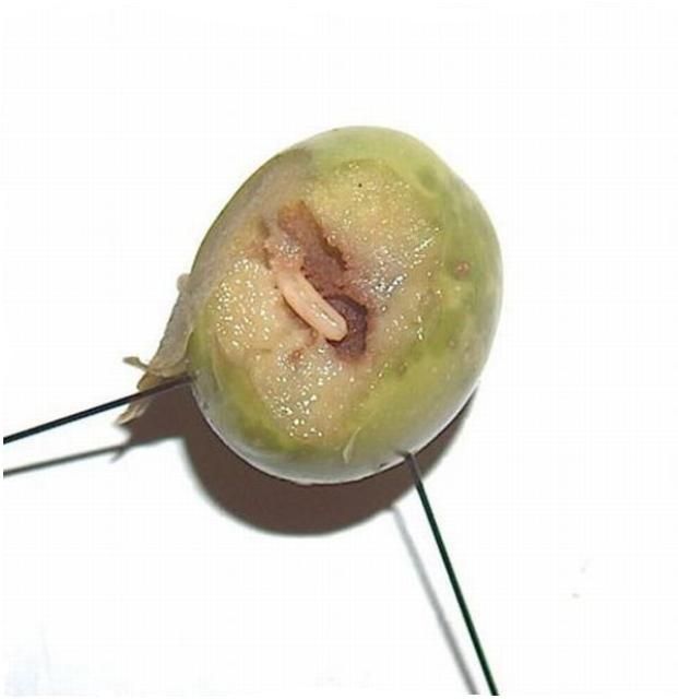 Figure 15. Third instar larva of the olive fruit fly, Bactrocera oleae.
