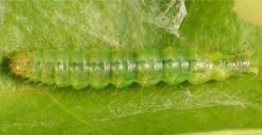 Figure 10. Olive shootworm, Palpita persimilis, larva, about 2 cm long.