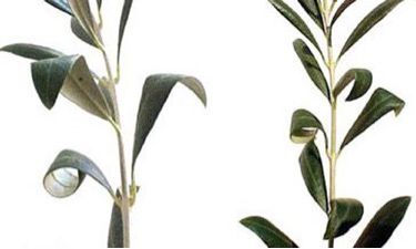 Figure 4. Curling of olive (Olea europaea L.) leaves caused by olive bud mites.