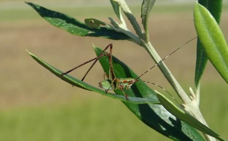 Figure 5. Immature katydid (Scudderia sp.) on an olive tree in Marion County, Florida.