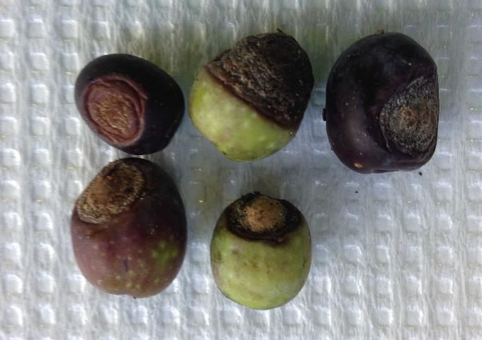 Figure 14. Olive anthracnose on fruit from Marion County, Florida.