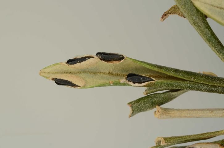 Figure 6. Hatched katydid eggs. Eggs deposited in an olive leaf between the upper and lower leaf surface along the leaf margin. Collected in Brevard County, Florida.