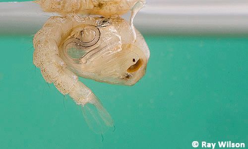 Figure 7. Pupa of the African malaria mosquito, Anopheles gambiae Giles.