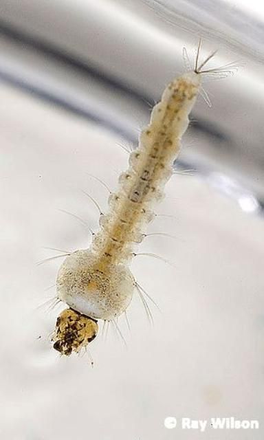 Figure 6. Larva of the African malaria mosquito, Anopheles gambiae Giles.