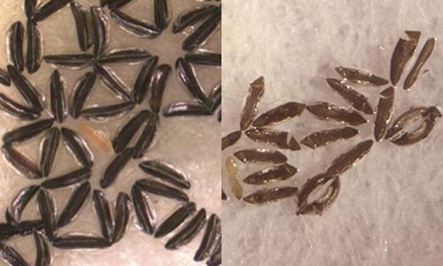 Figure 5. Unhatched (left) and hatched (right) eggs of Anopheles stephensi Liston, showing the characteristic singly laid Anopheles eggs with floats on both sides, and the split where the larva emerged.