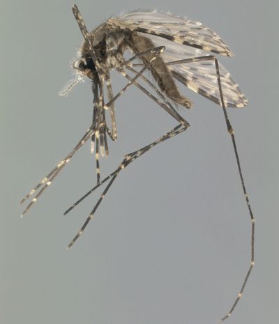 Figure 3. Adult female African malaria mosquito, Anopheles gambiae Giles.