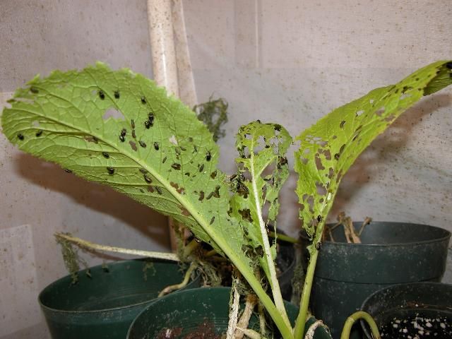Figure 1. A young mustard plant being eaten by YMLB adults and larvae.