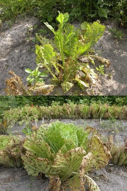 Figure 3. Yellowmargined leaf beetle injury on mustard (top) and napa cabbage (bottom).