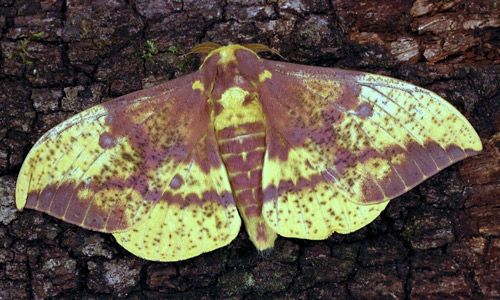 Figure 1. Imperial moth, Eacles imperialis (Drury).