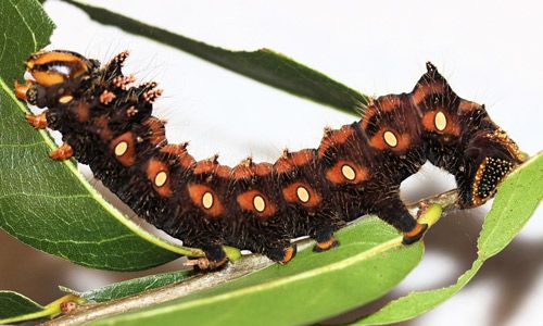 Figure 12. Imperial moth, Eacles imperialis (Drury), fifth instar larva.