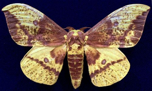 Figure 16. Imperial moth, Eacles imperialis (Drury), adult male collected July 6, 2014 at Mahomet (Champaign Co.), Illinois by June Schmid.