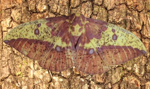 Figure 18. Imperial moth, Eacles imperialis (Drury), adult female collected May 29, 2014 at Micanopy (Alachua Co.), Florida.