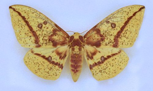 Figure 19. Imperial moth, Eacles imperialis (Drury), adult female collected September 2, 2014 at Micanopy (Alachua Co.), Florida.