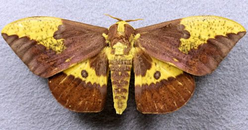 Figure 17. Imperial moth, Eacles imperialis (Drury), adult male collected July 7, 2001 at Branford (Suwanee Co.), Florida by J. Wilkerson.