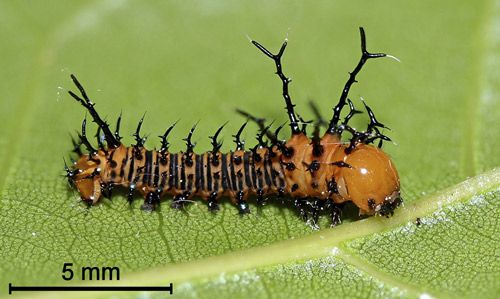 Figure 5. Imperial moth, Eacles imperialis (Drury), first instar larva.