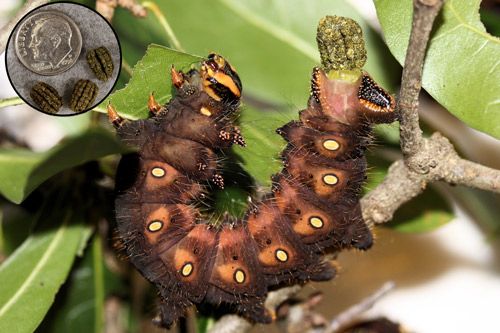 Figure 23. Imperial moth, Eacles imperialis (Drury), fifth instar larva defecating and fecal pellets (inset).