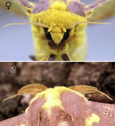 Figure 20. Imperial moth, Eacles imperialis (Drury), female (top) and male (bottom) antennae.