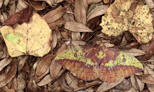 Figure 26. Imperial moth, Eacles imperialis (Drury), image of adult digitally pasted into photo with dead redbud, Cercis canadensis Linnaeus, and muscadine grape, Vitis rotundifolia Michaux, leaves.