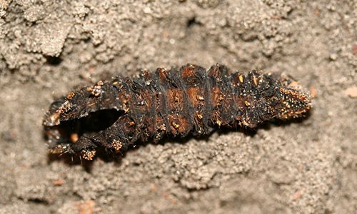 Figure 25. Imperial moth, Eacles imperialis (Drury), fifth instar larval (prepupal) exuviae after emergence of pupa (exuviae stretched for photography).