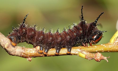 Figure 7. Imperial moth, Eacles imperialis (Drury), third instar larva.