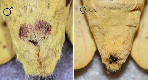 Figure 21. Imperial moth, Eacles imperialis (Drury), ventral aspect of abdominal segments showing purple pigment on male (left) and lack of pigment on female (right).