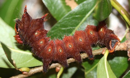 Figure 9. Imperial moth, Eacles imperialis (Drury), fourth instar larva (burgundy).