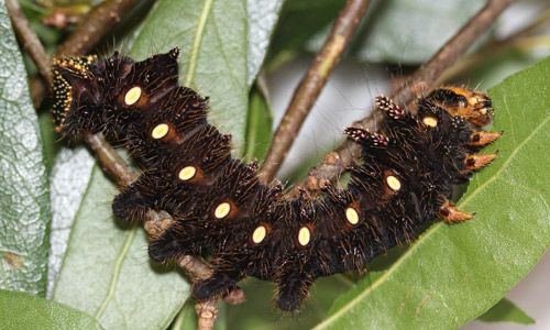 Figure 11. Imperial moth, Eacles imperialis (Drury), fifth instar larva.