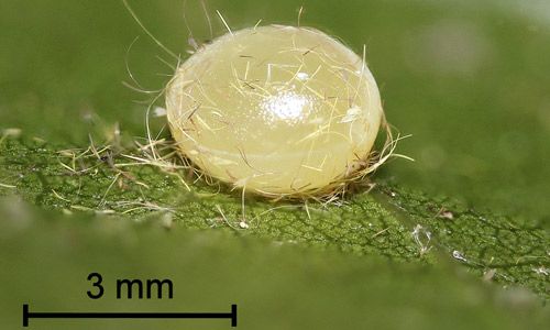 Figure 3. Imperial moth, Eacles imperialis (Drury), newly laid egg.