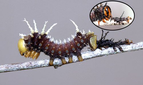 Figure 22. Imperial moth, Eacles imperialis (Drury), newly molted third instar and exuviae. Inset = larva eating exuviae.