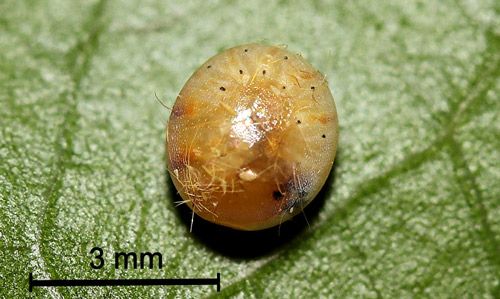 Figure 4. Imperial moth, Eacles imperialis (Drury), mature egg.